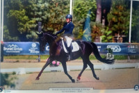 Vente de cheval : inedite du gm